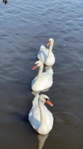 Beautiful Swans Swim Lake Vertical Video Social Media Relaxing Stock — Stock Video