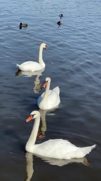 Beautiful Swans Swim Lake Vertical Video Social Media Relaxing Stock — Stockvideo