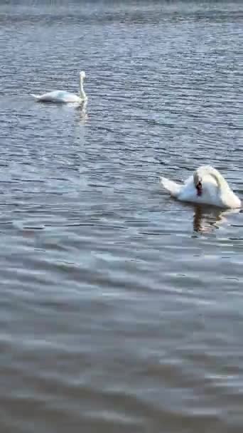 Beautiful Swans Swim Lake Vertical Video Social Media Relaxing Stock — Stockvideo