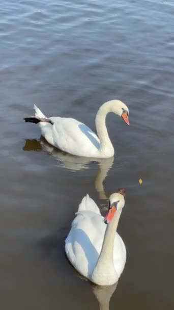 Beautiful Swans Swim Lake Vertical Video Social Media Relaxing Stock — Vídeos de Stock