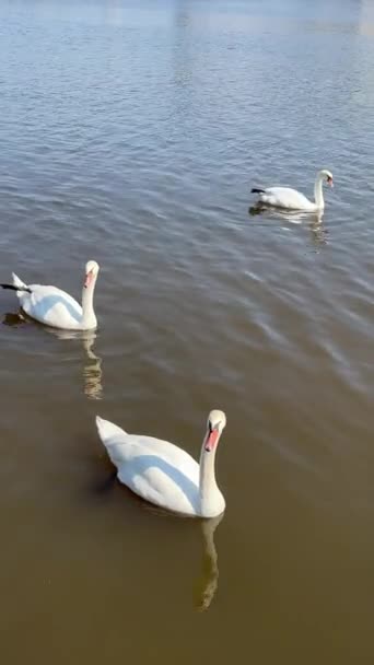 Beautiful Swans Swim Lake Vertical Video Social Media Relaxing Stock — стоковое видео