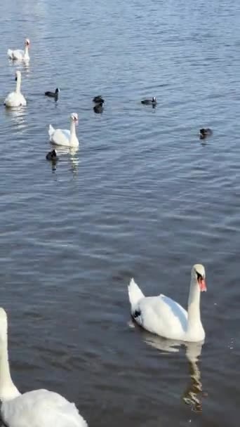 Beautiful Swans Swim Lake Vertical Video Social Media Relaxing Stock — стоковое видео