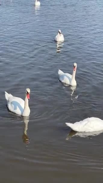 Beautiful Swans Swim Lake Vertical Video Social Media Relaxing Stock — Stock Video