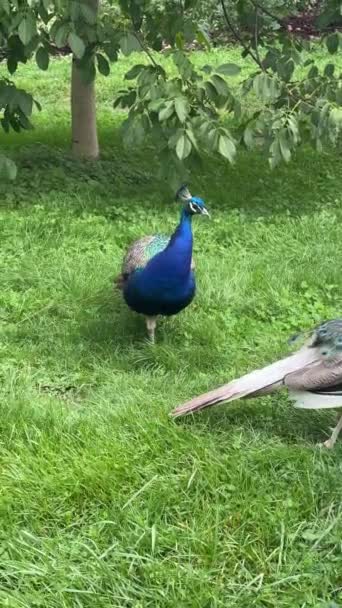 Peacock Looking Something Interesting Vertical Video Social Media Relaxing Stock — стокове відео