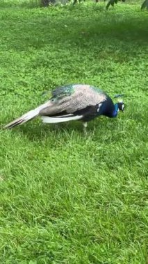 Peacock looking for something interesting. Vertical video for social media. Relaxing stock video footage.
