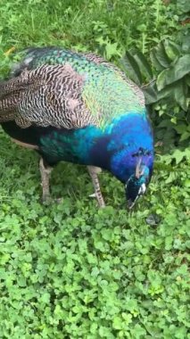 Peacock looking for something interesting. Vertical video for social media. Relaxing stock video footage.