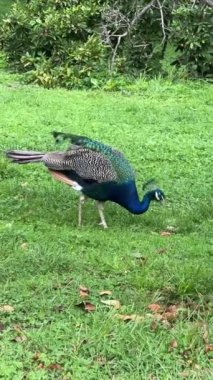 Peacock looking for something interesting. Vertical video for social media. Relaxing stock video footage.