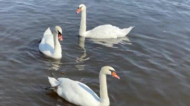 Beautiful swans swim in the lake. Relaxing stock video footage.