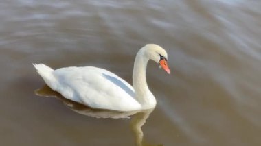 Beautiful swans swim in the lake. Relaxing stock video footage.