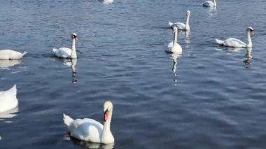 Beautiful swans swim in the lake. Relaxing stock video footage.