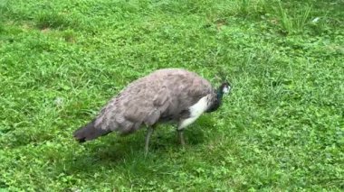 Peacock looking for something interesting. Relaxing stock video footage.