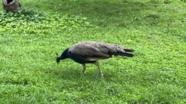 Peacock looking for something interesting. Relaxing stock video footage.