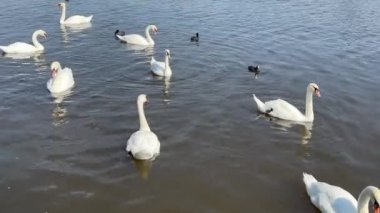Beautiful swans swim in the lake. Relaxing stock video footage.