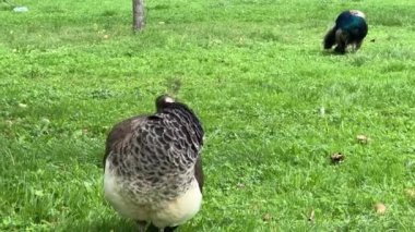 Peacock looking for something interesting. Relaxing stock video footage.