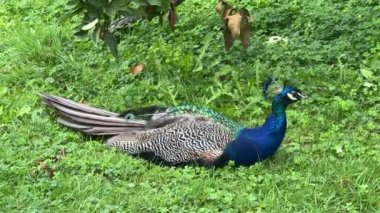 Peacock looking for something interesting. Relaxing stock video footage.