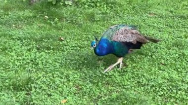 Peacock looking for something interesting. Relaxing stock video footage.