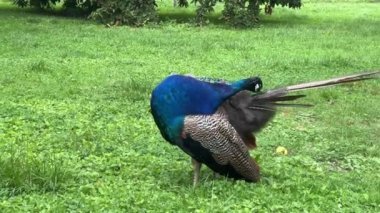 Peacock looking for something interesting. Relaxing stock video footage.