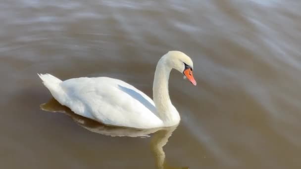 Beautiful Swans Swim Lake Relaxing Stock Video Footage — стоковое видео