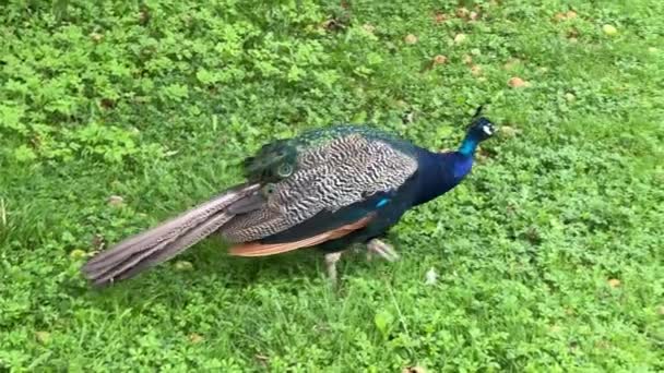 Peacock Looking Something Interesting Relaxing Stock Video Footage — Vídeo de stock