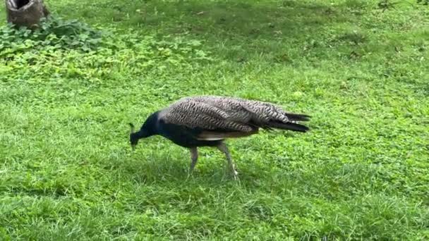 Peacock Looking Something Interesting Relaxing Stock Video Footage — Stock video