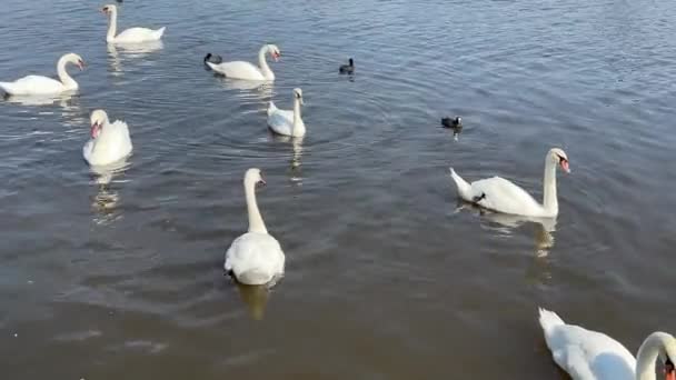 Beautiful Swans Swim Lake Relaxing Stock Video Footage — Vídeo de Stock