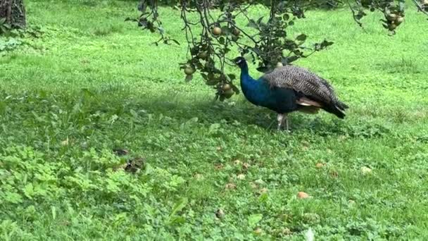 Peacock Looking Something Interesting Relaxing Stock Video Footage — Stock video