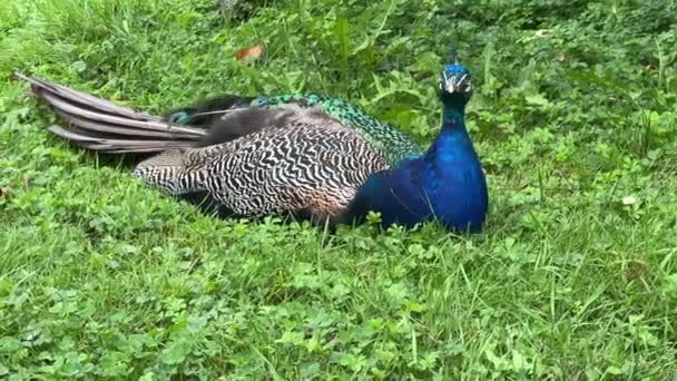 Peacock Looking Something Interesting Relaxing Stock Video Footage — Αρχείο Βίντεο