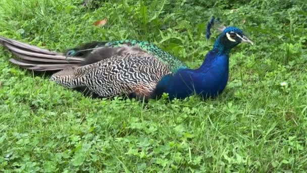 Peacock Looking Something Interesting Relaxing Stock Video Footage — Wideo stockowe