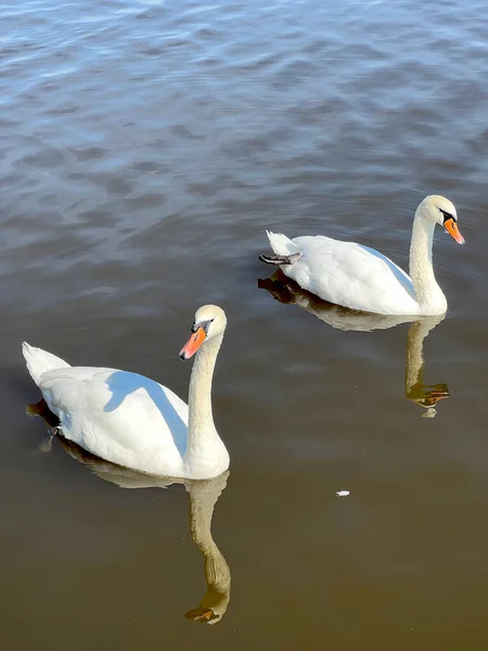 Beaux Cygnes Nagent Dans Lac — Photo