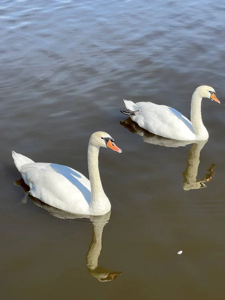 Красивые Лебеди Купаются Озере — стоковое фото