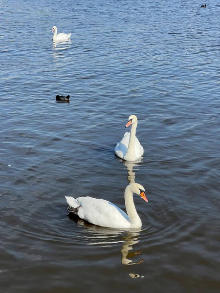 Beautiful Swans Swim Lake Relaxing Stock Video Footage — Stockfoto