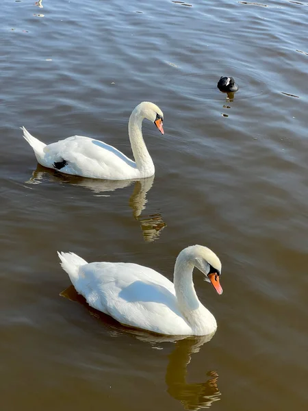 Beaux Cygnes Nagent Dans Lac — Photo