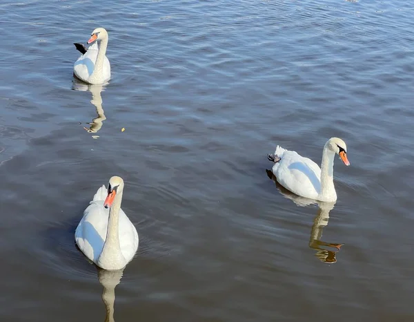 Beaux Cygnes Nagent Dans Lac — Photo