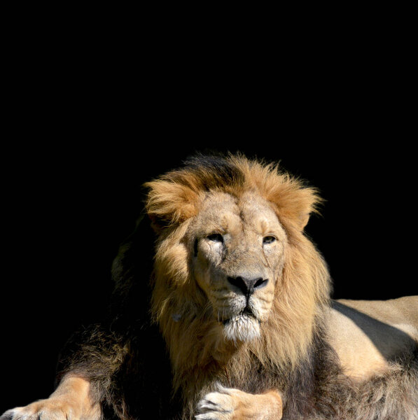 Beautiful lion on a black background. The world of animals. The lion is the king of beasts.