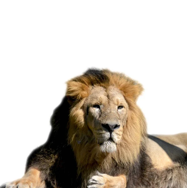 Красивый Лев Белом Фоне Мир Животных Мир Животных Лев Царь — стоковое фото