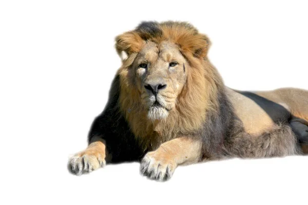 Beautiful Lion White Background World Animals Lion King Beasts — Stock Photo, Image