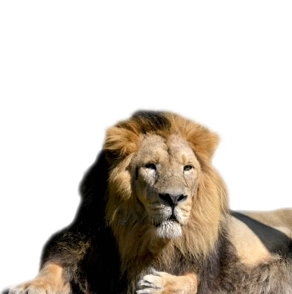 Mooie Leeuw Een Witte Achtergrond Wereld Van Dieren Leeuw Koning — Stockfoto