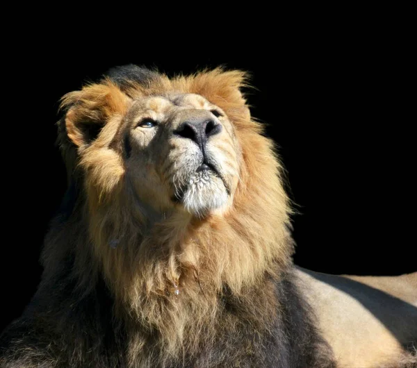 Lindo Leão Sobre Fundo Preto Mundo Dos Animais Leão Rei — Fotografia de Stock