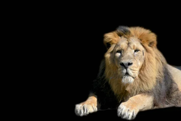 Mooie Leeuw Een Zwarte Achtergrond Wereld Van Dieren Leeuw Koning — Stockfoto