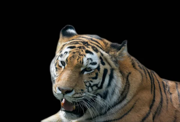 Beautiful tiger on a black background. Eye of the tiger. The world of animals.