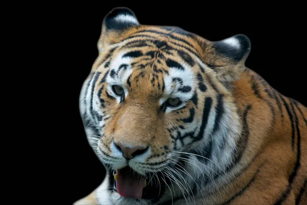 Beautiful tiger on a black background. Eye of the tiger. The world of animals.