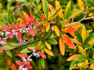 Tüm ihtişamıyla sonbahar. Sonbaharın şaşırtıcı renkleri.