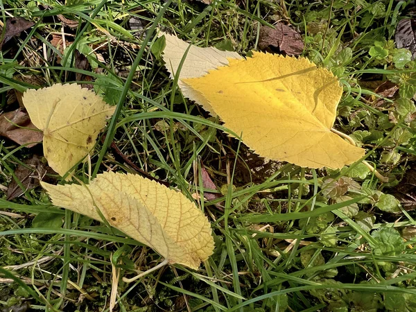 Autumn All Its Glory Amazing Colors Autumn — Stock Photo, Image