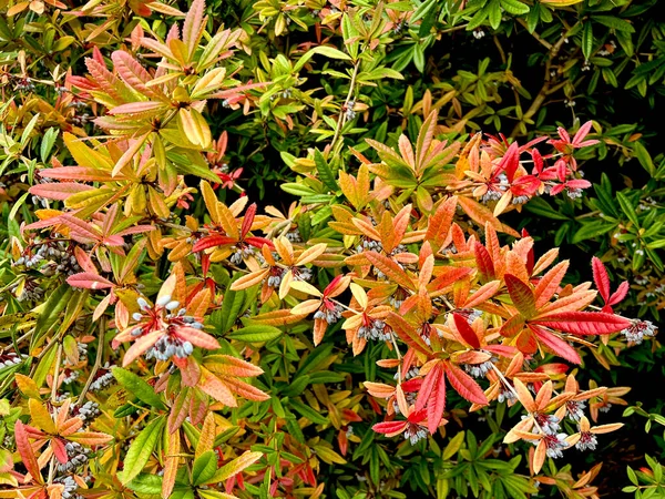 Der Herbst Seiner Ganzen Pracht Erstaunliche Herbstfarben — Stockfoto