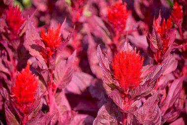 Parktaki inanılmaz güzel çiçekler..
