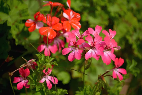 Дивовижні Красиві Квіти Парку — стокове фото