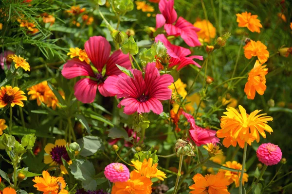 Hermosas Flores Son Mejor Regalo Para Las Niñas Las Mujeres — Foto de Stock