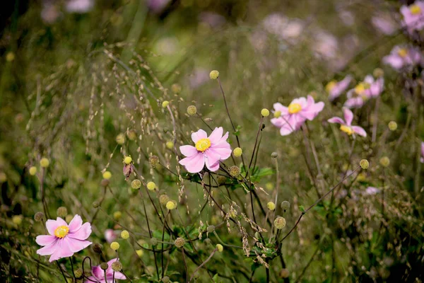Úžasně Krásné Květiny Parku — Stock fotografie