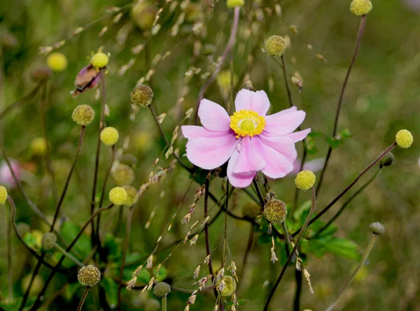 Úžasně Krásné Květiny Parku — Stock fotografie