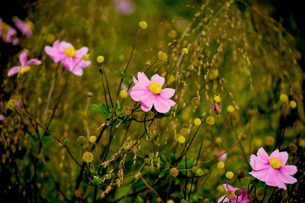Niesamowicie Piękne Kwiaty Parku — Zdjęcie stockowe